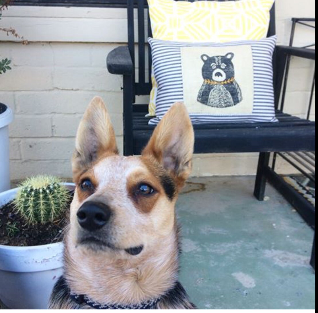 Hand Printed Bear Throw Pillow: Black Burlap, Embroidered Detail